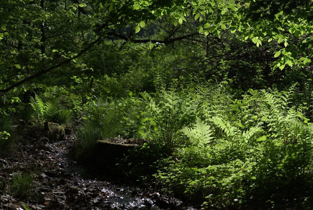 Creating Reptile-Friendly Landscapes