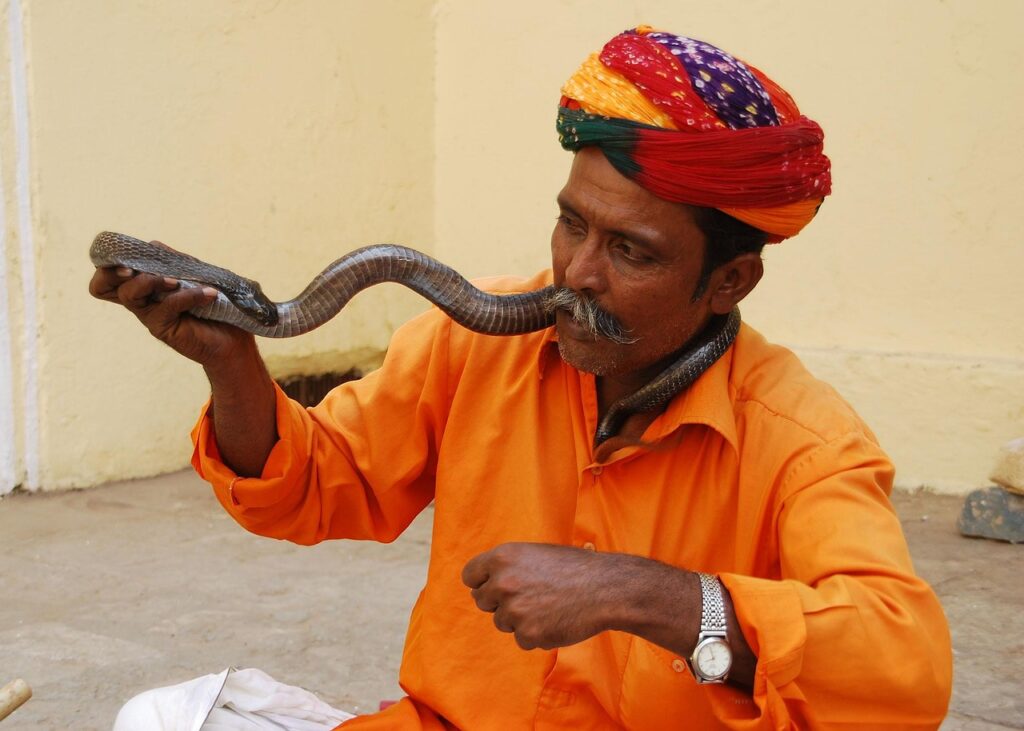 The King Cobra's Remarkable Recognition Abilities