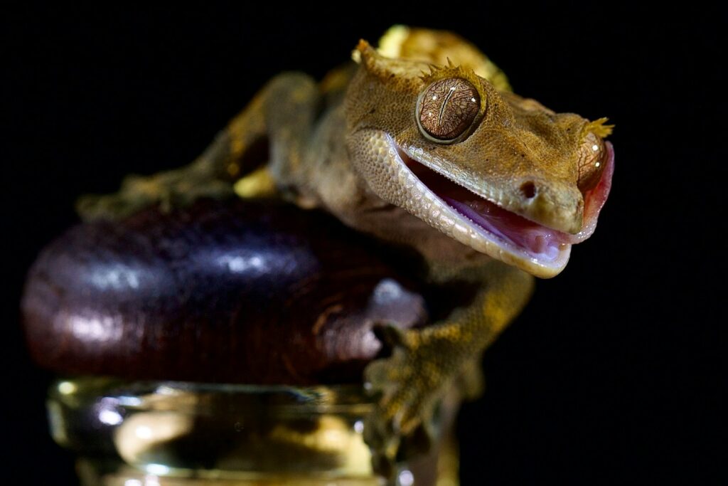 a close-up of a frog