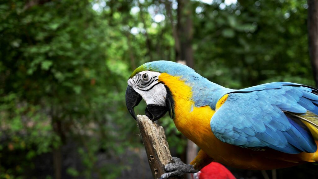 A vibrant macaw with blue wings and yellow underparts, perched in a natural outdoors setting.