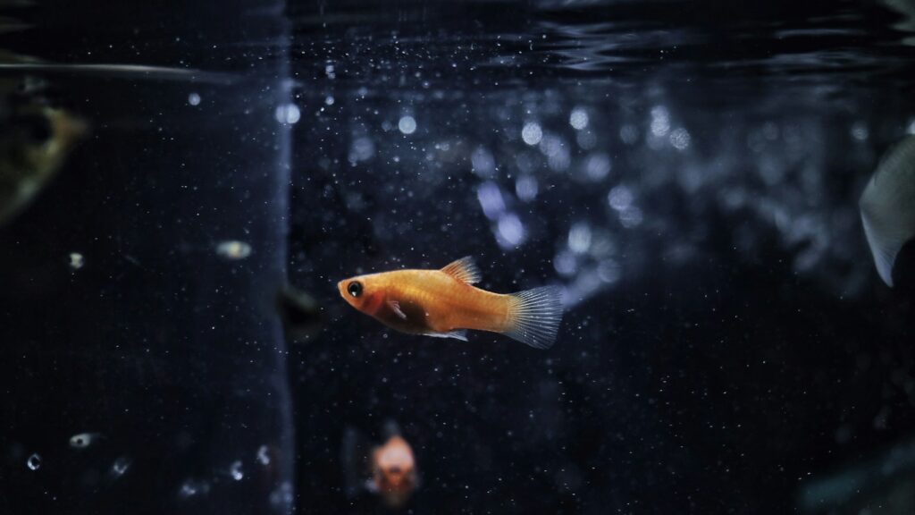 A small, vibrant orange fish swimming in a dimly lit aquarium with bubbles.