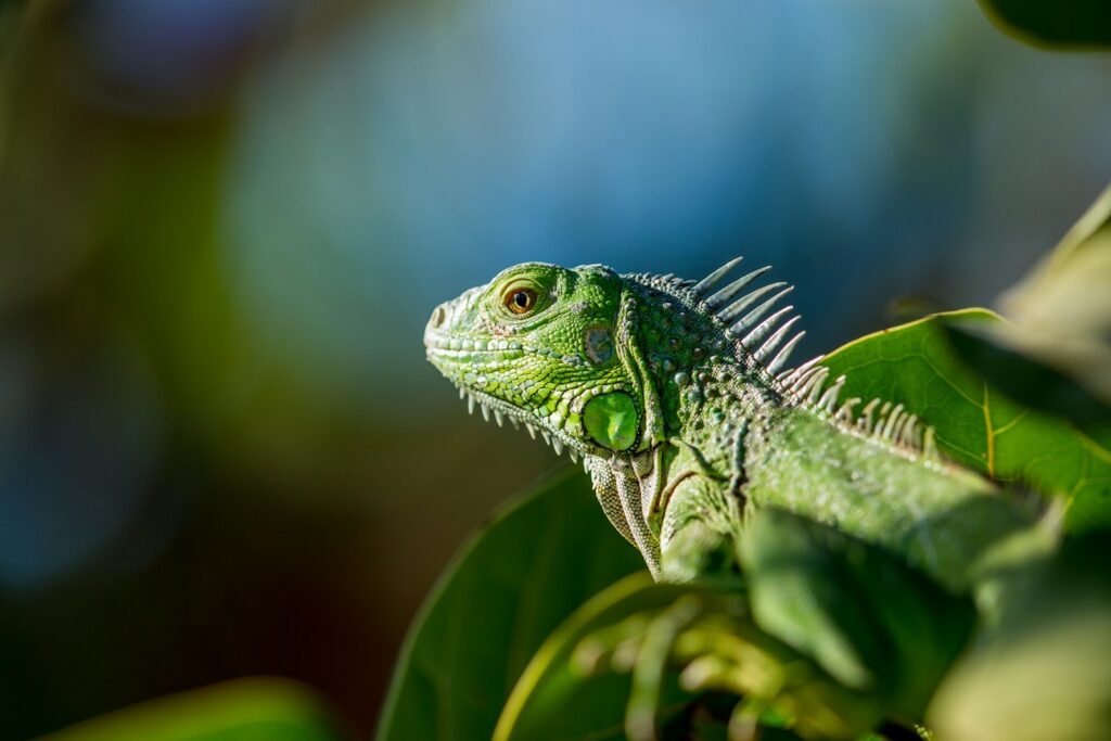 green iguana
