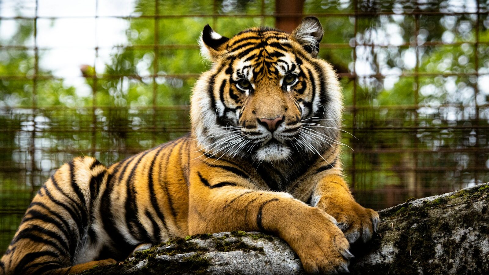 A powerful tiger lying down, showcasing its orange and black striped coat.