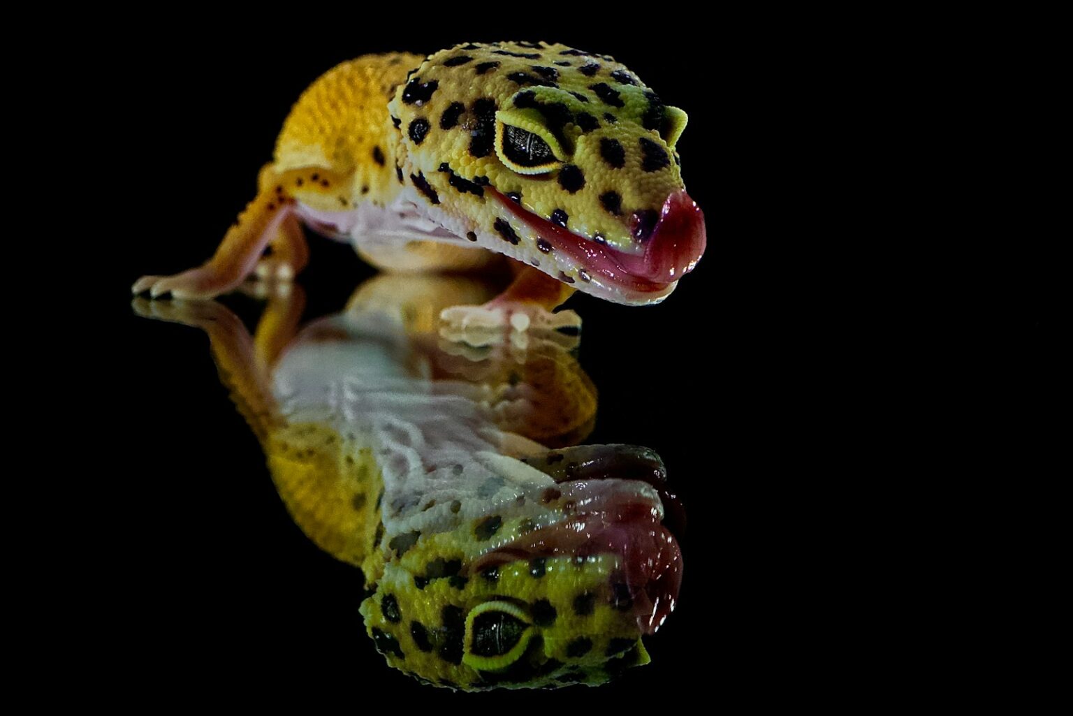 20 Fascinating Facts About Leopard Geckos You Didn’t Know