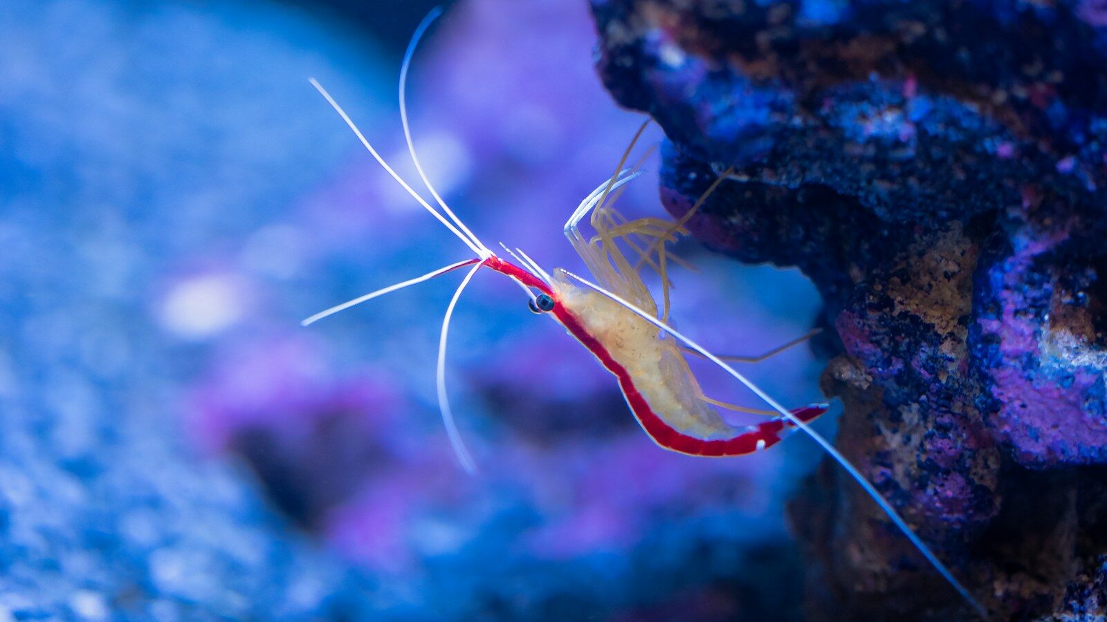 a close up of a fish on a coral