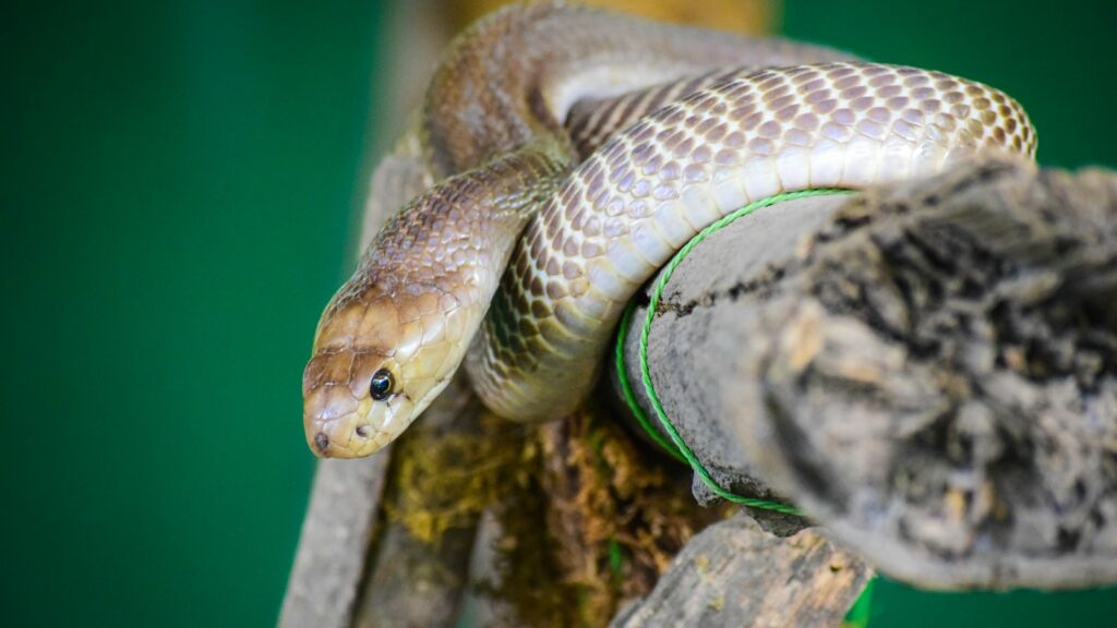 A close-up of a light brown snake with patterned scales, coiled on a weathered branch against a green background.
