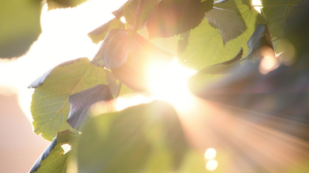 Natural sunlight illuminating a cluster of green leaves, highlighting their texture and veins.