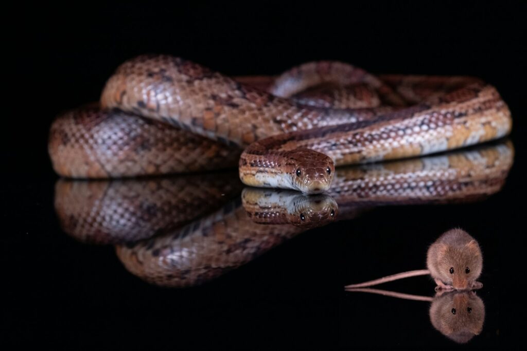 a large snake is on a black surface behind a mouse