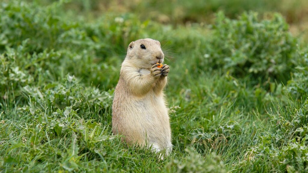 Close-up of a small prairie dog holding food with its paws.