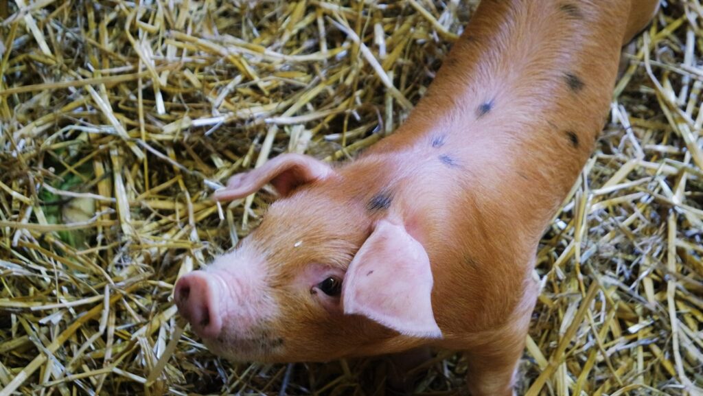 a small pig standing on top of a pile of hay