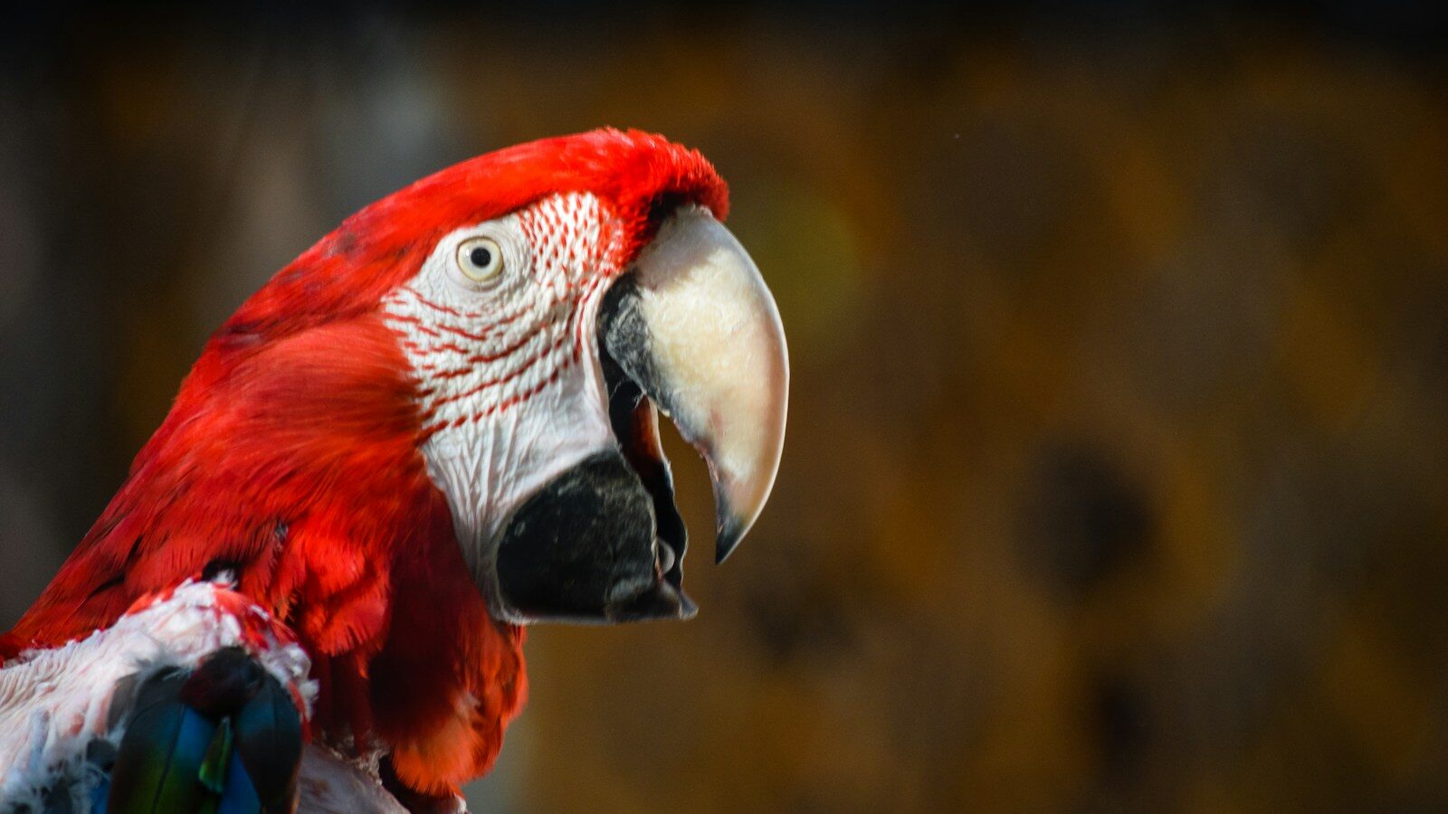 red and white parrot in close up photography