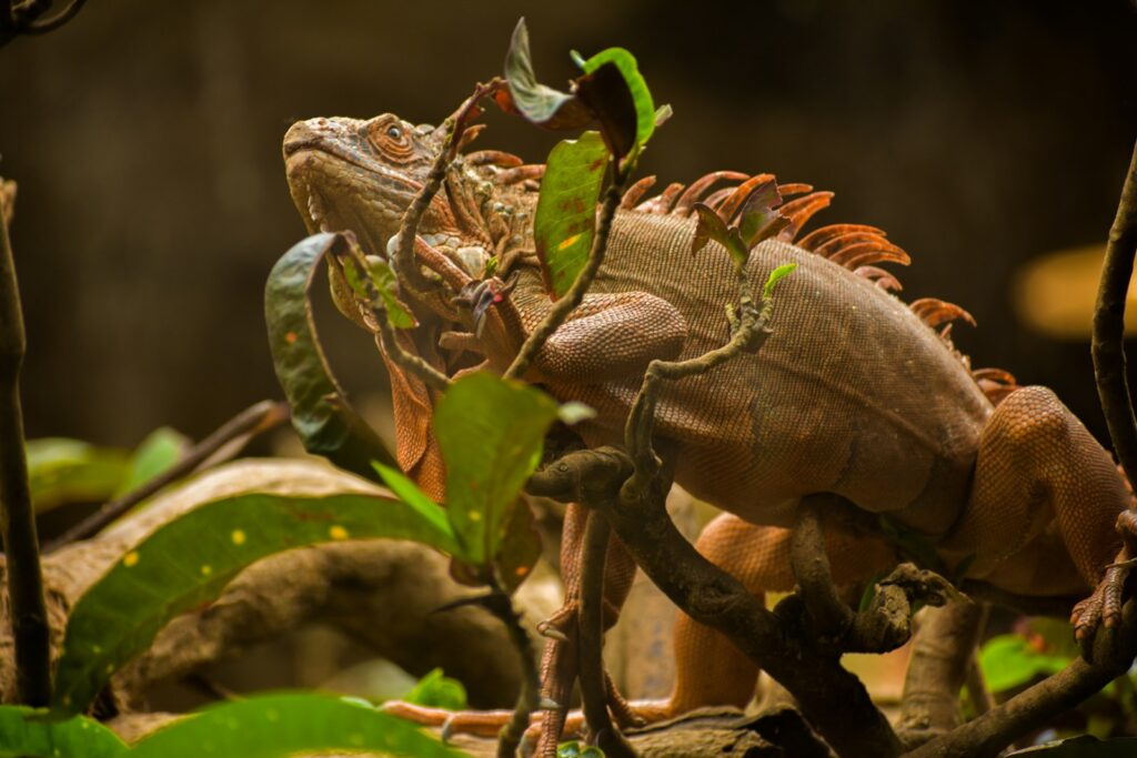a close up of a lizard on a tree branch