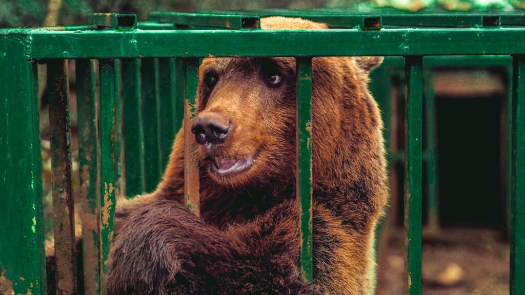 A brown bear standing behind a green gate