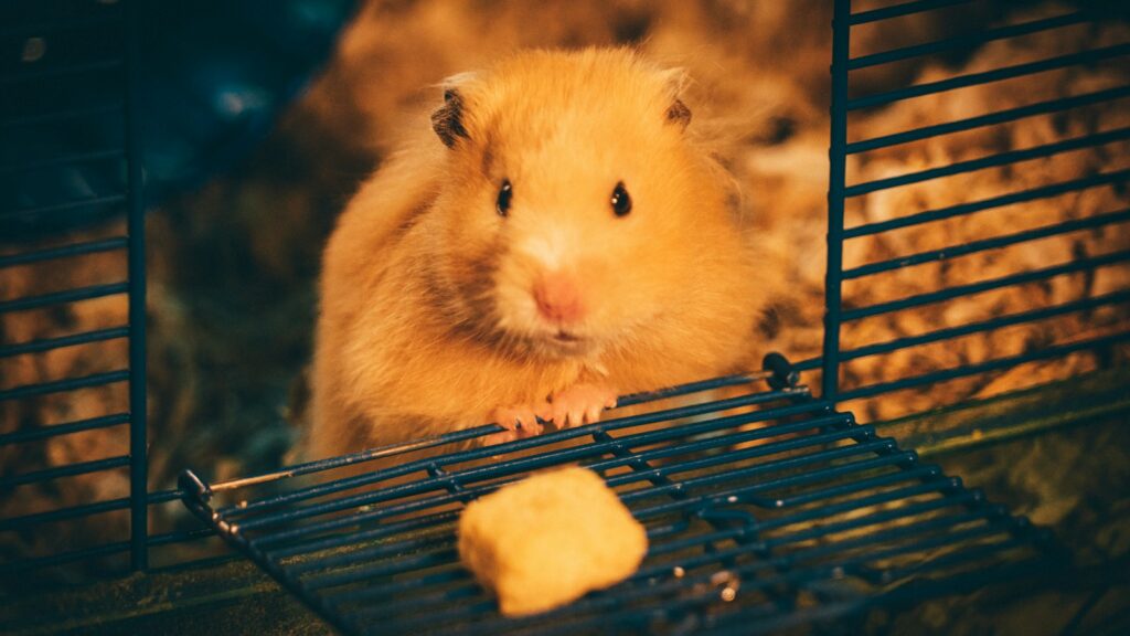A fluffy, golden Syrian hamster with dark eyes looking directly at the camera from inside its wire cage.