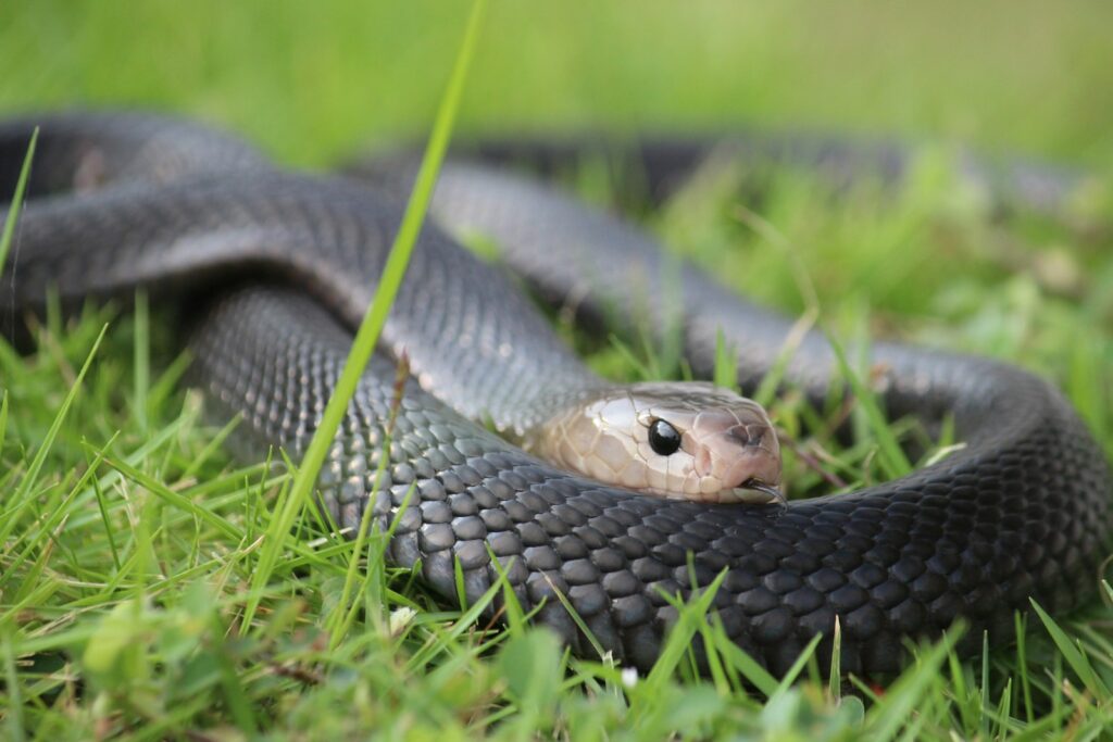 Understanding Natural Snake Diets in the Wild
