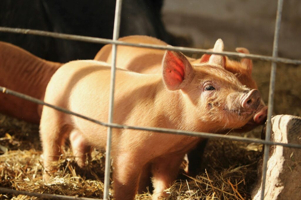 a small pig standing next to a fence