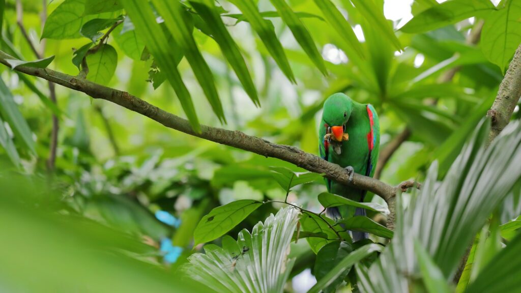 A vibrant green parrot, with a bright red beak, perching on a branch amidst lush green foliage.