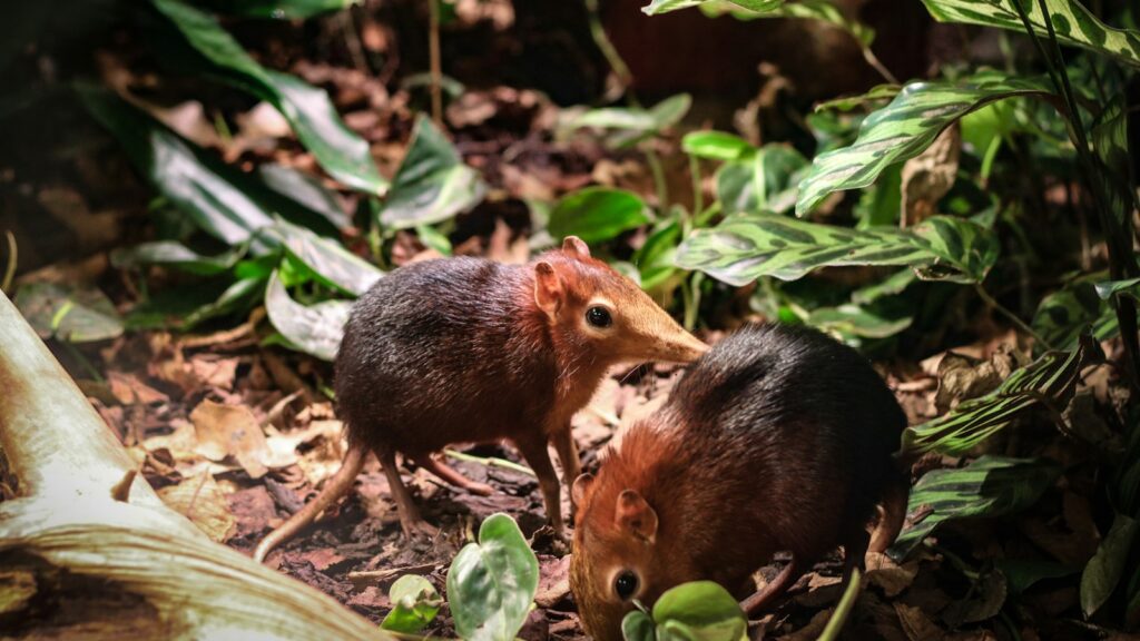 A pair of black and reddish-brown sengis showcasing their distinctive coloration and long, slender snouts in a natural setting.