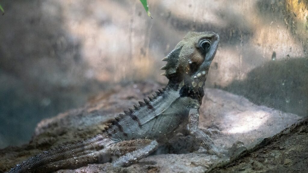A Water Dragon, with its grayish green skin and prominent nuchal crest, resting on a rock inside a glass enclosure.
