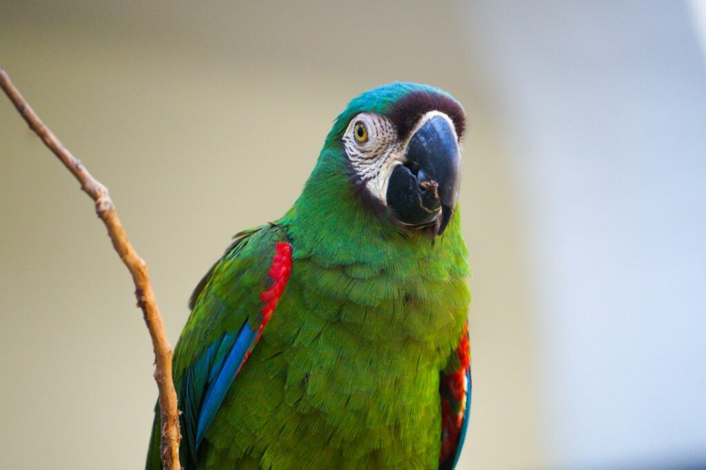 green and blue bird macaw