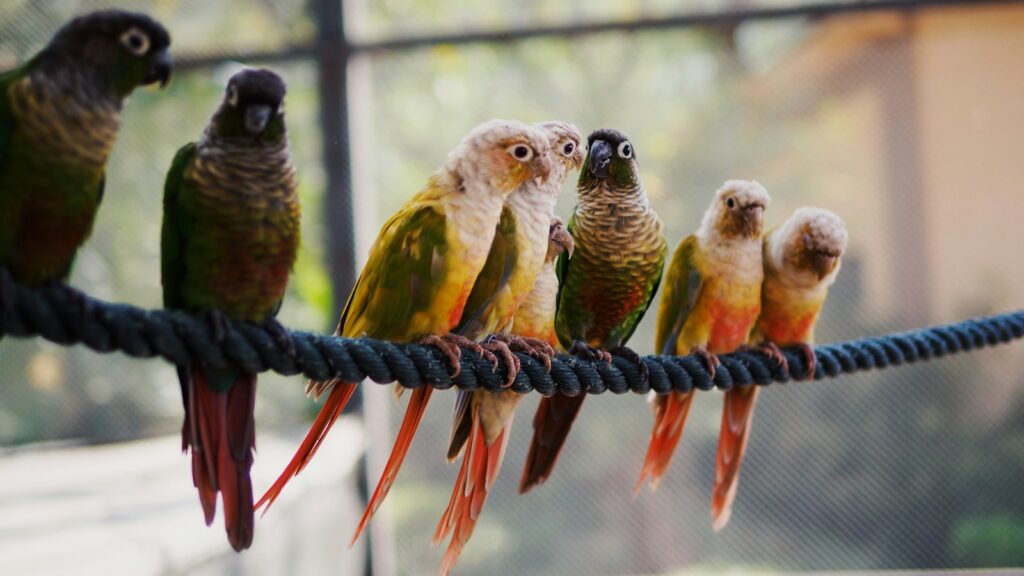 A group of green parakeets with red tails perched on a rope, some with brown heads and others with yellow and white plumage.