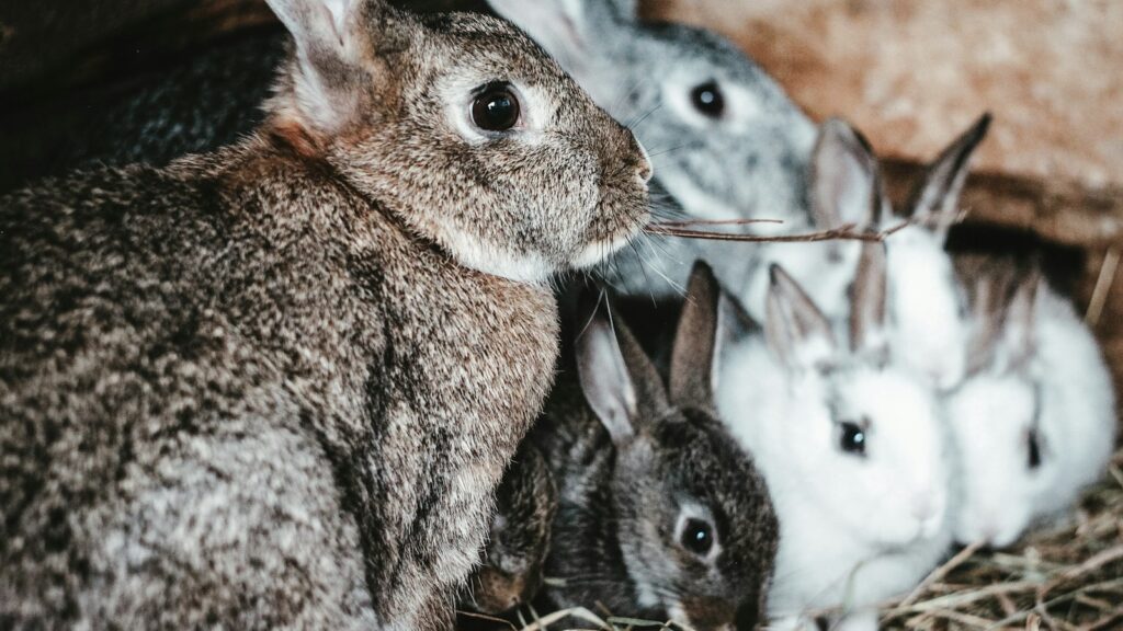 A close-up shot of a group of rabbits of varying colors, including brown, grey, and white.