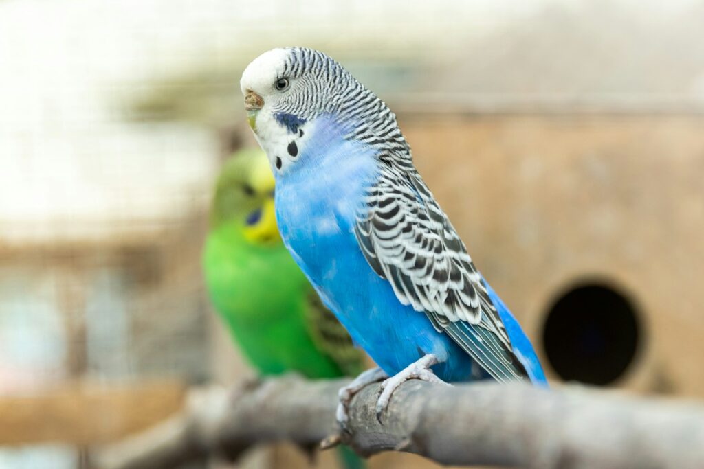 green and blue budgies on branch