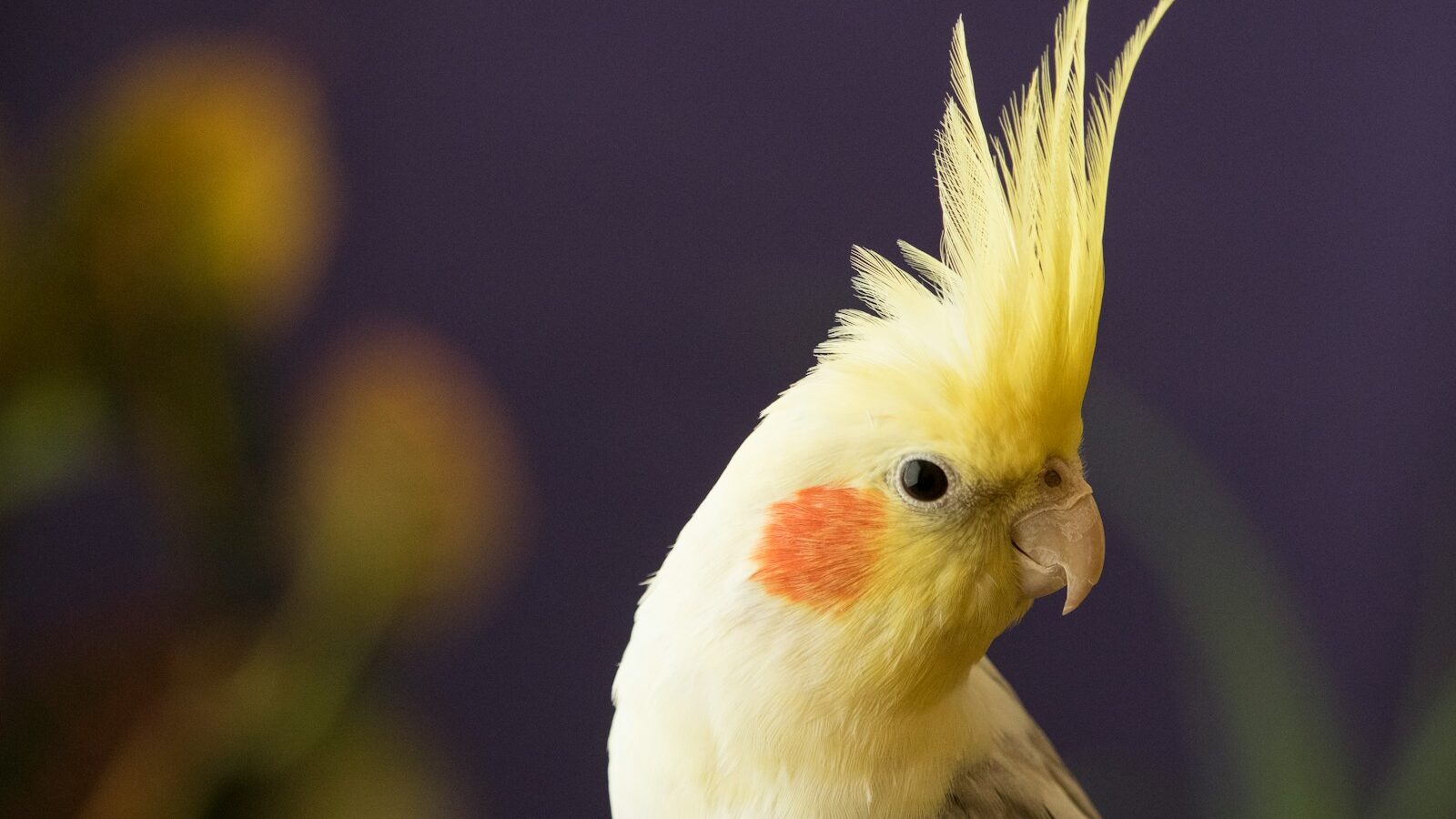 selective focus photography of yellow cockatiel