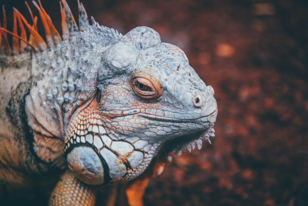 The side view of an Iguana