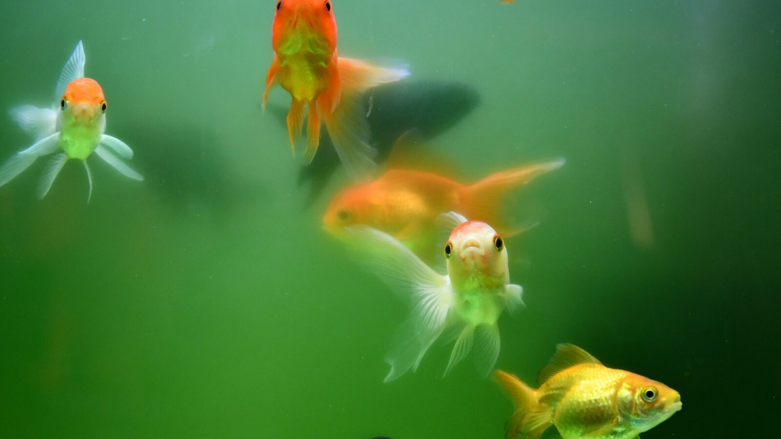 A group of goldfish with orange and white coloration, swimming in a green-tinted aquarium.