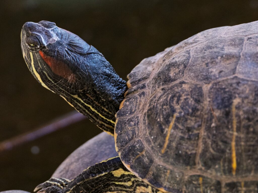 A close up of a turtle on a rock