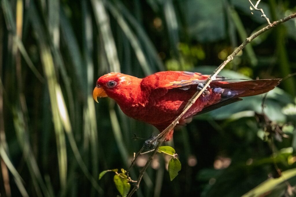 A red bird is perched on a branch