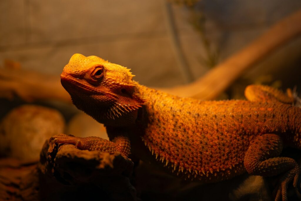 A close up of a bearded dragon on a rock