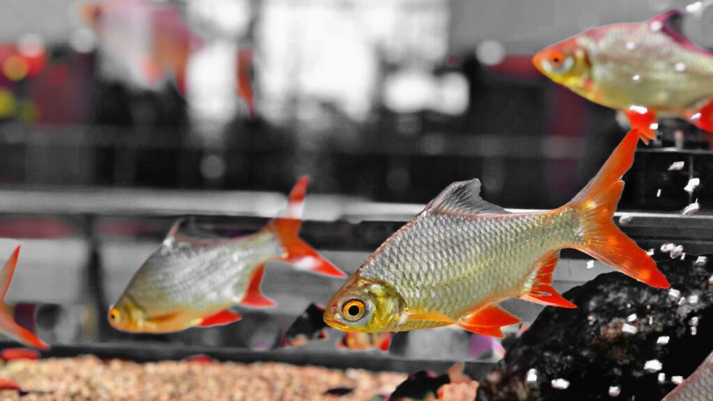 A group of silver fish with vibrant red tails swimming in an aquarium.