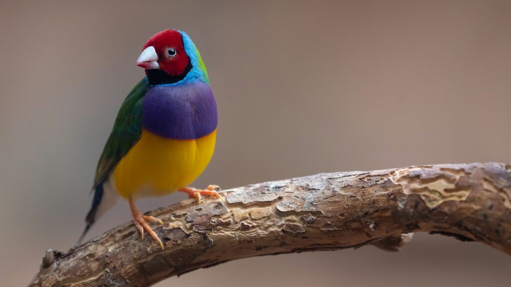 A colorful Gouldian Finch with a red head, blue face, purple chest, and yellow belly perched on a branch.