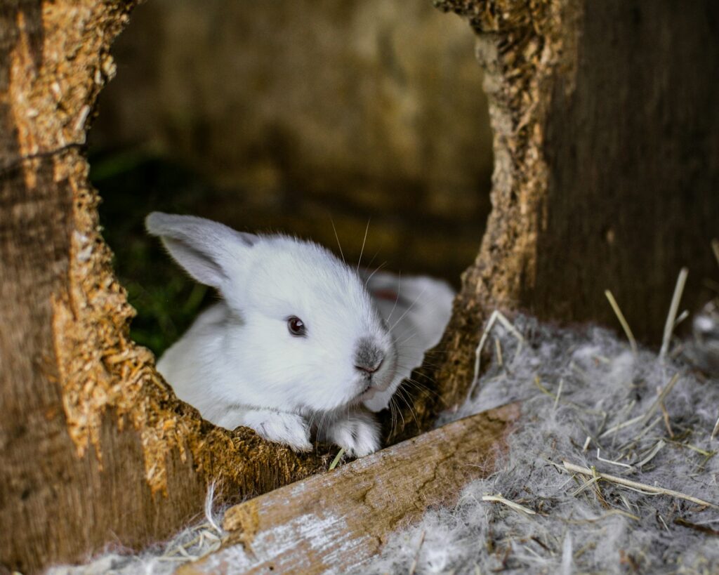 white rabbit on brown hutch
