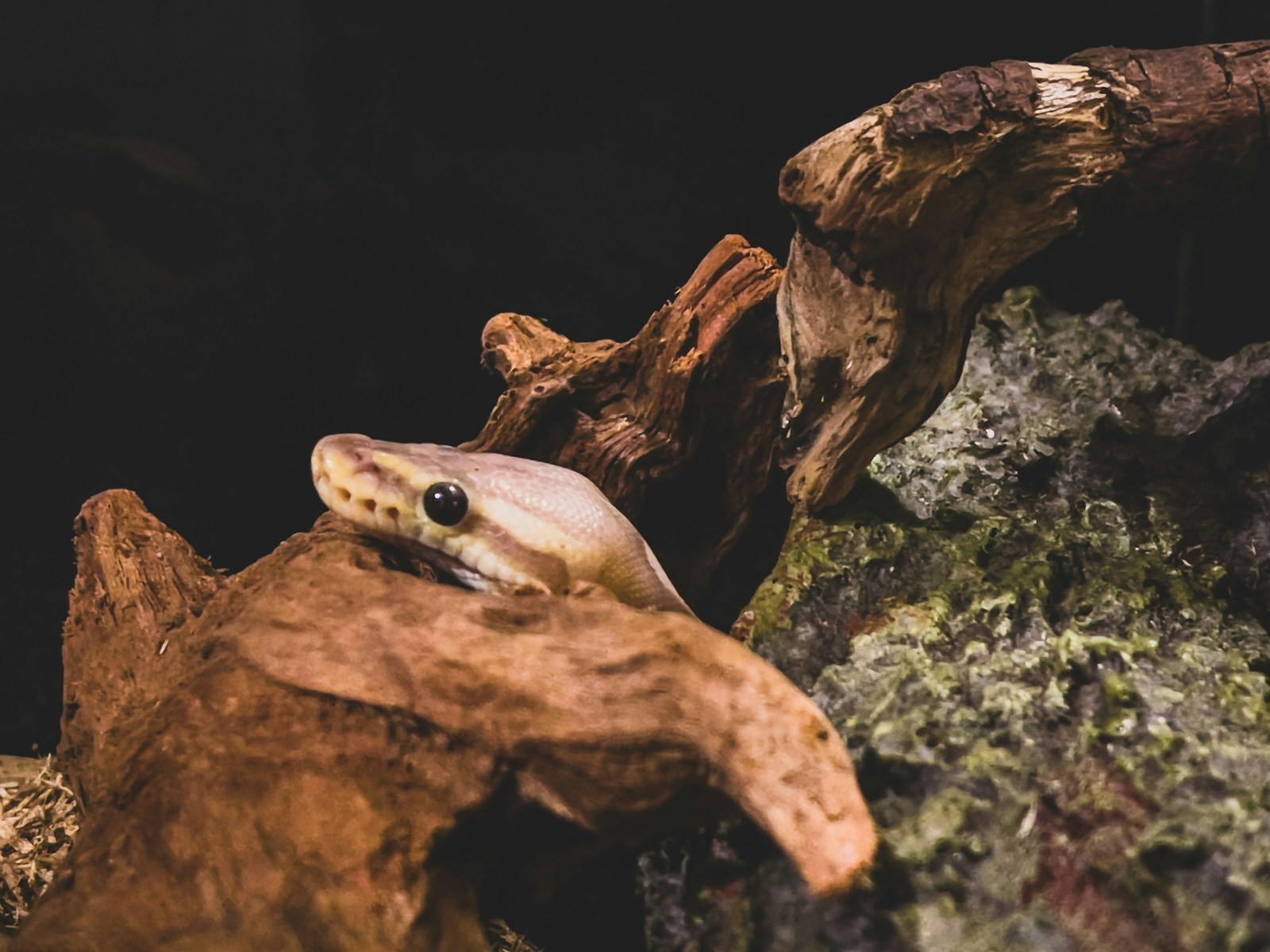 Photo inspiration: Captive Snake Substrate Options Reference: How To Set Up The Perfect Enclosure For Your Pet