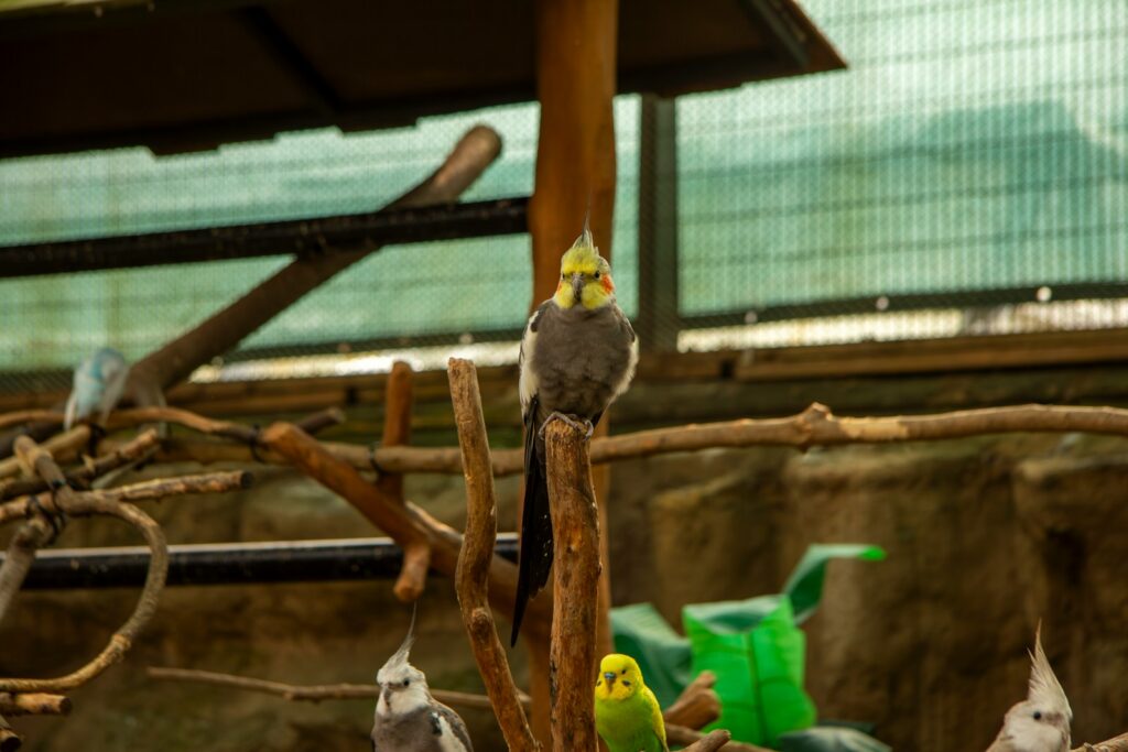 a group of birds sitting on top of a tree branch