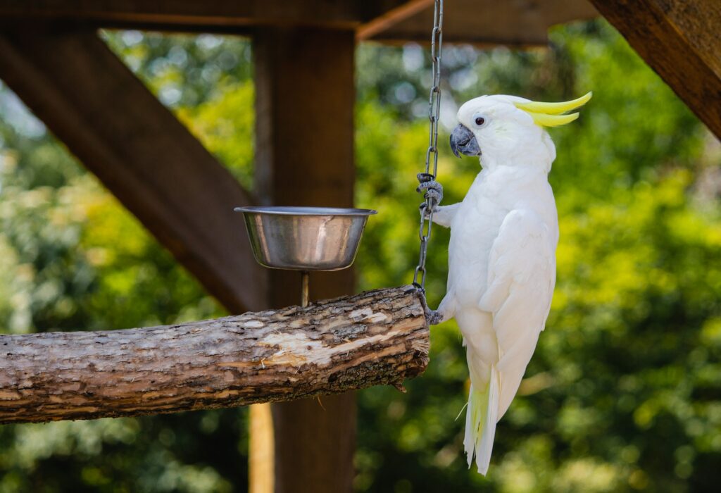 white cockatoo on brown tree branch during daytime