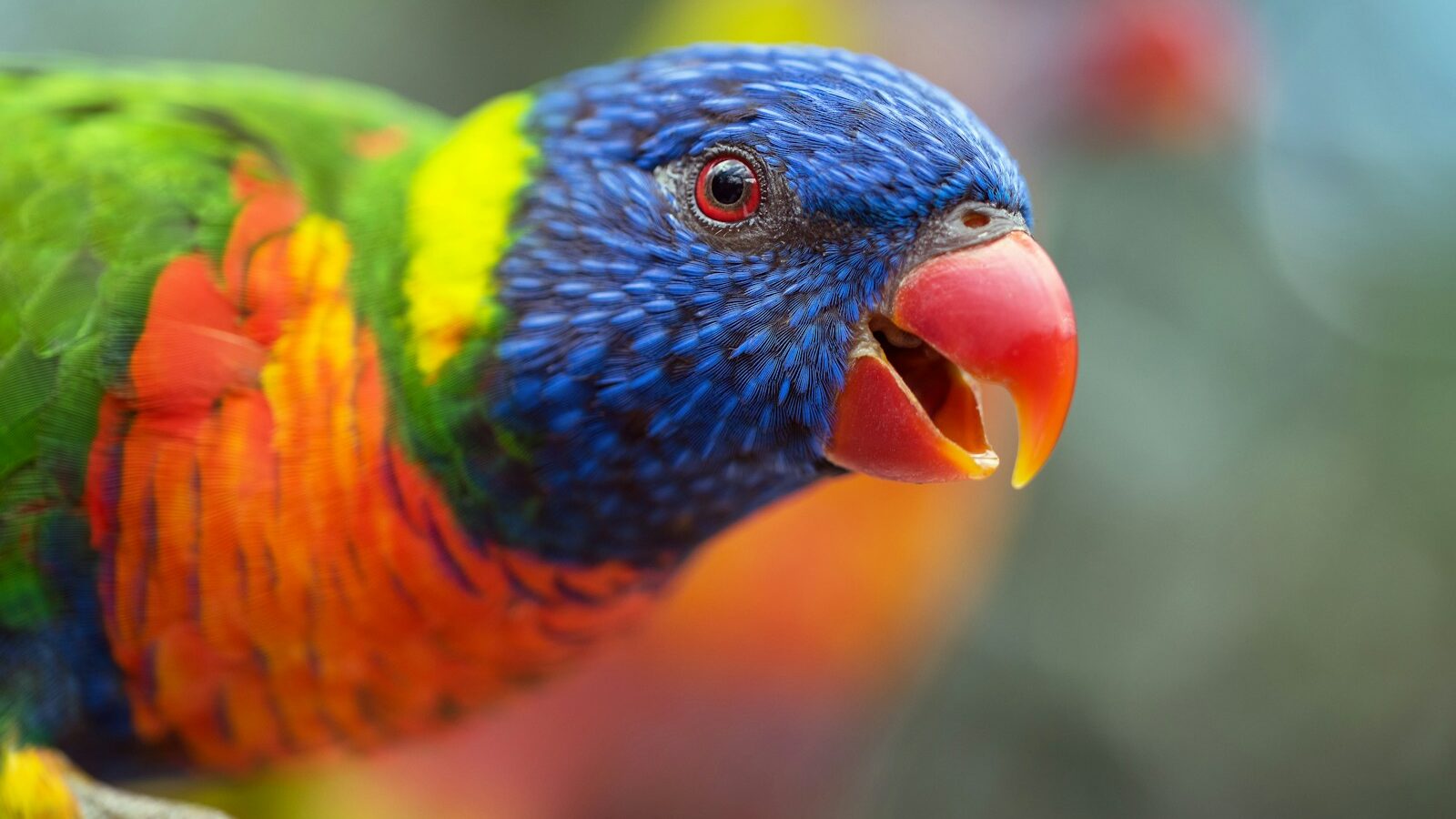 A brightly colored rainbow lorikeet with a striking red beak and intricate feather patterns on its head and body.