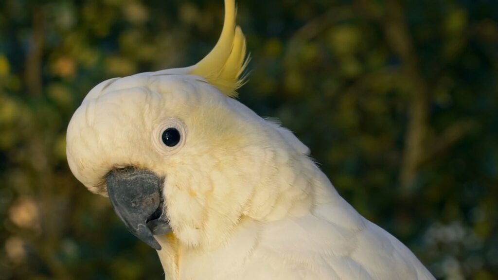 a close up of a white cockatoo with a tree in the background