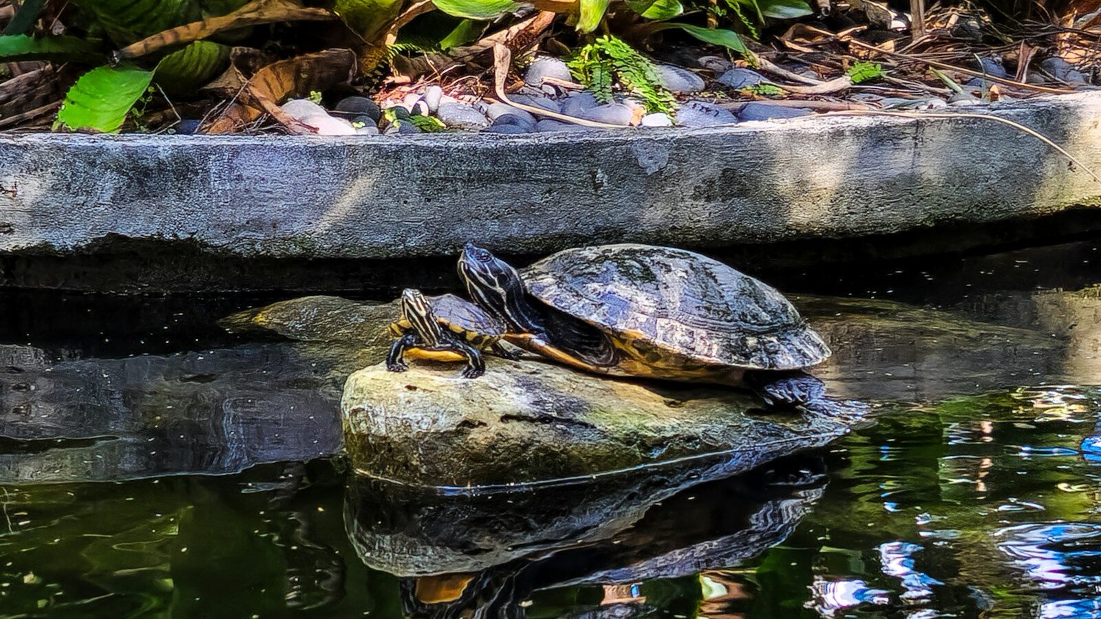 A turtle sitting on top of a rock in a pond