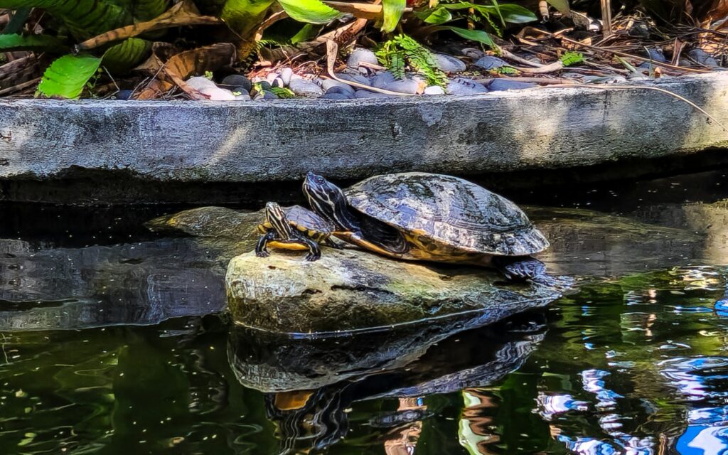 A turtle sitting on top of a rock in a pond