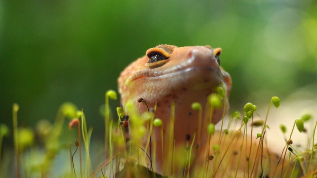 A close up of a frog in a field of grass