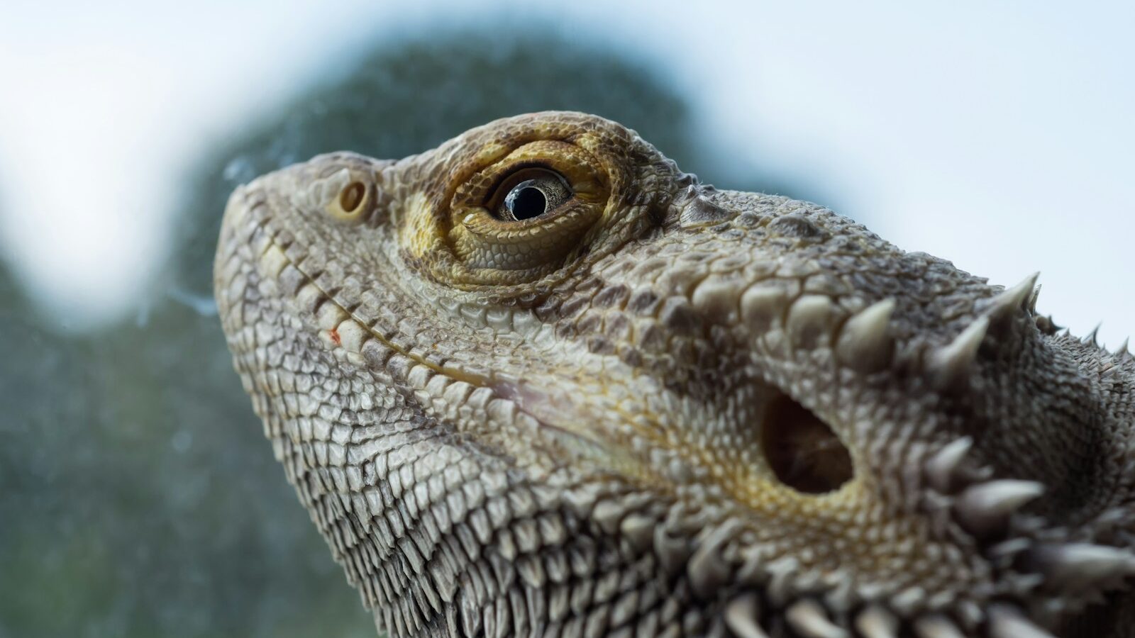 brown and black bearded dragon