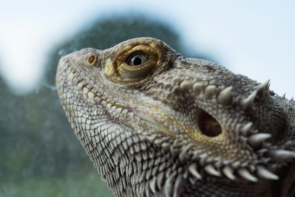brown and black bearded dragon