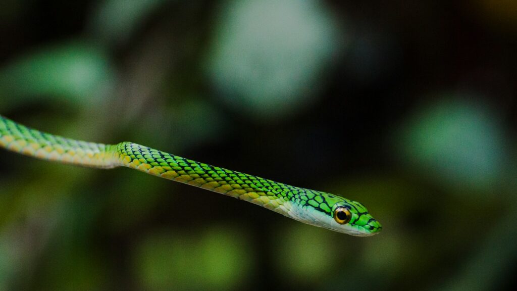 A close up of a green snake on a branch.