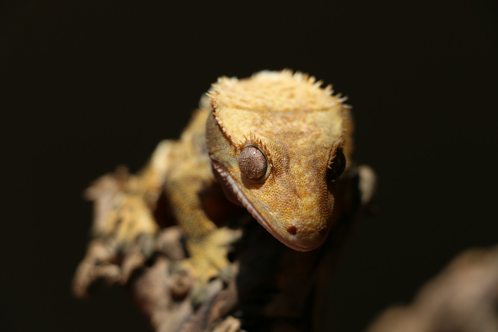 brown crested gecko