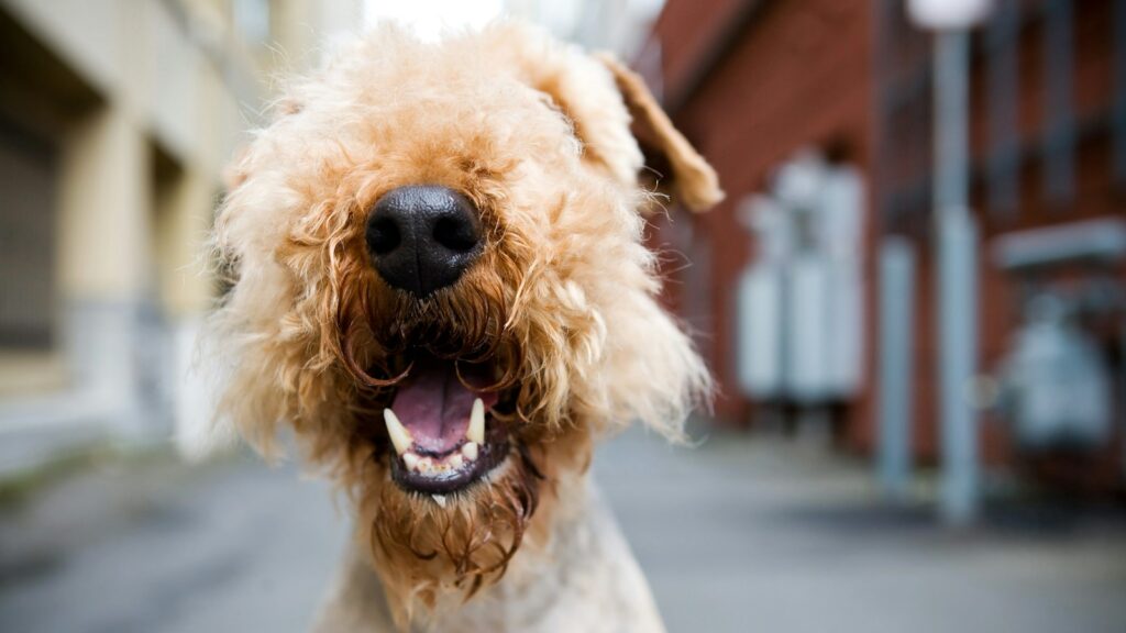 A close-up shot of a terrier with shaggy brown and tan fur, with its mouth open.