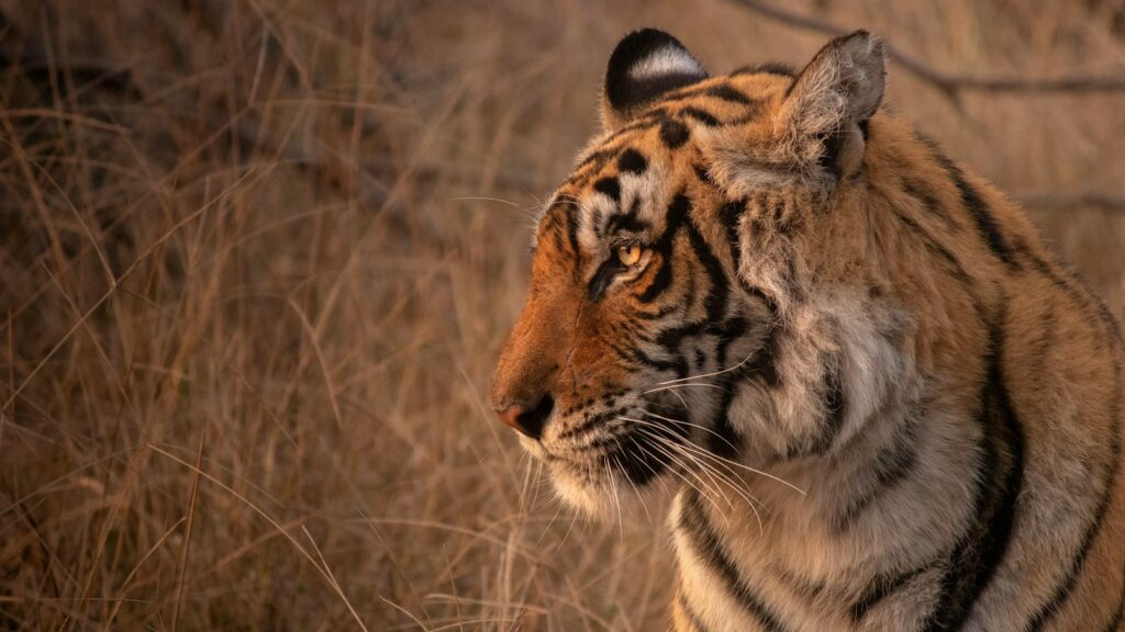 A tiger showcasing its distinctive black and orange stripes standing in tall, dry grass.